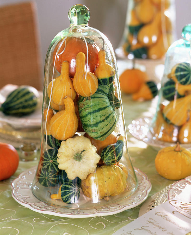 Cucurbita pumpkin Under Glass Bell Photograph by Friedrich Strauss ...