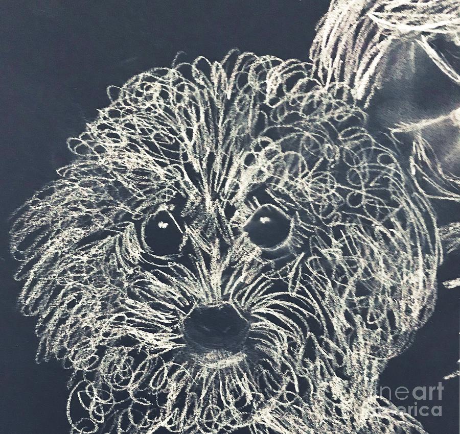 Cuddle Boy quick sketch of my Bichon Drawing by Lauries Intuitive
