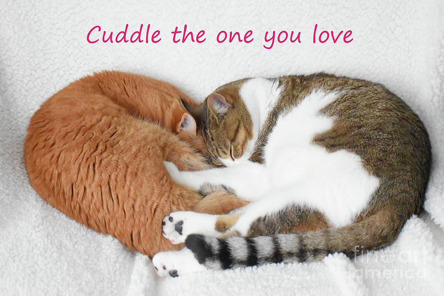 Cuddle the One You Love Photograph by Cheryle Gannaway