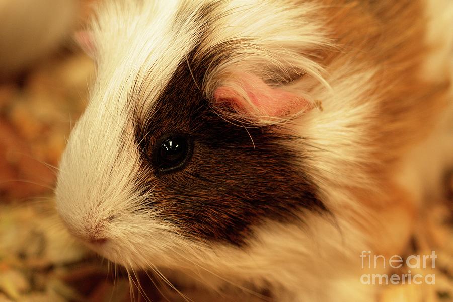 Cuddlepot - Fluffy and Cute - Cavia by Carolyn Parker Cuddlepot - Fluffy and Cute - Cavia by Carolyn Parker
