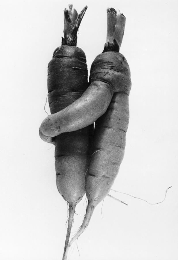 Cuddling Carrots Photograph by Keystone