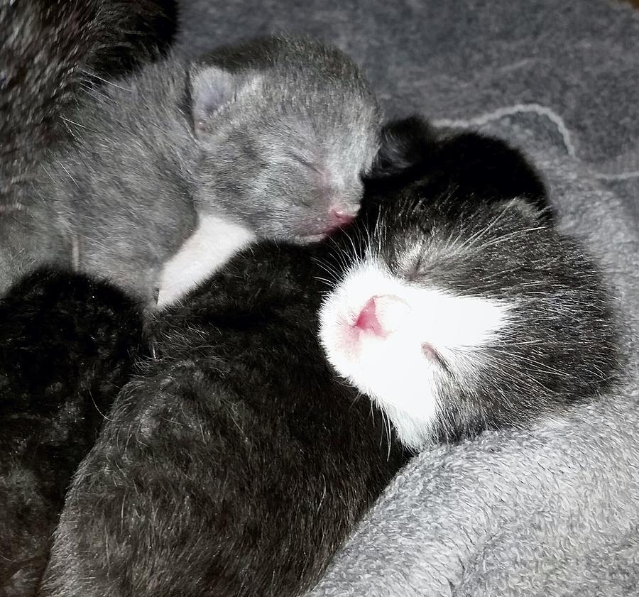 Cuddling Kittens  Photograph by Ally White