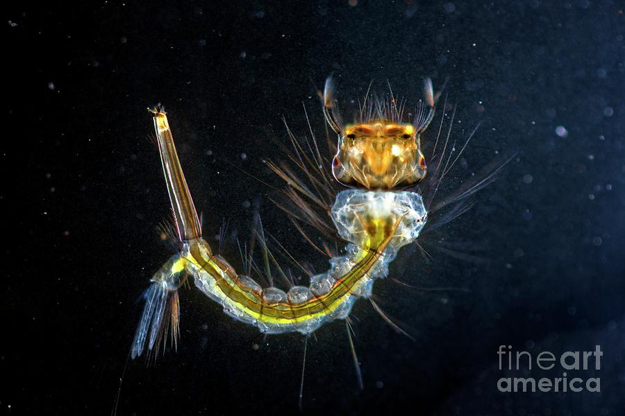 Culex Mosquito Larva Photograph by Dr Keith Wheeler/science Photo Library