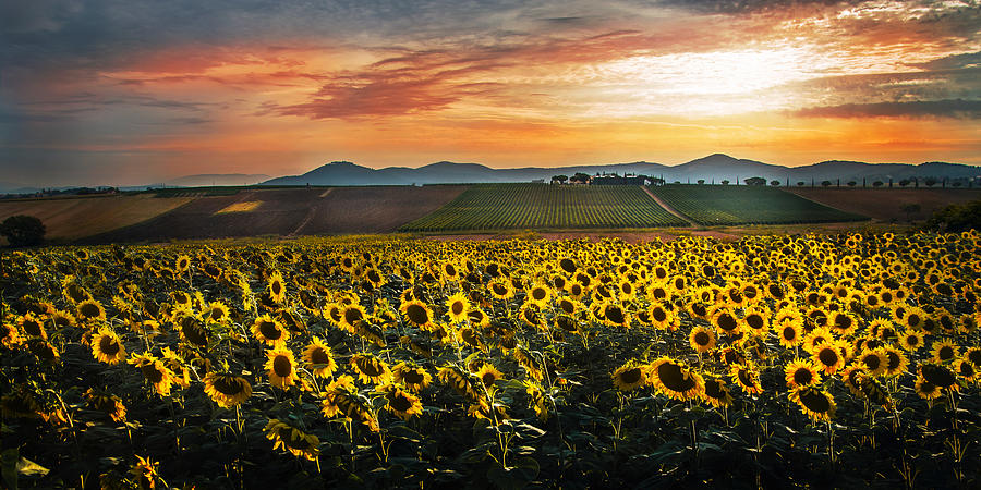 Sunset Photograph - Cultivated Fields by Nicodemo Quaglia