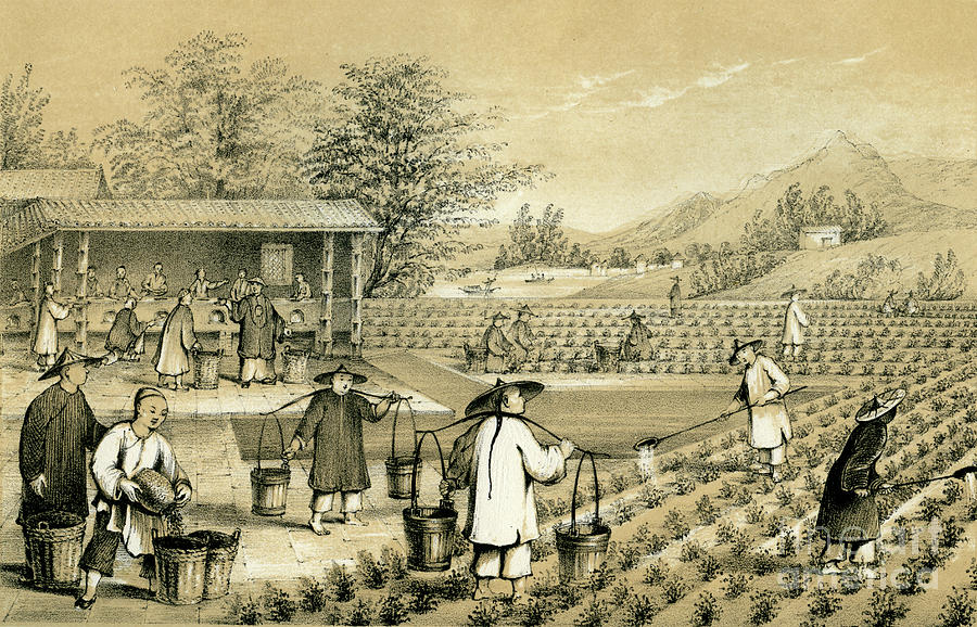 Culture And Preparation Of Tea, China Drawing by Print Collector