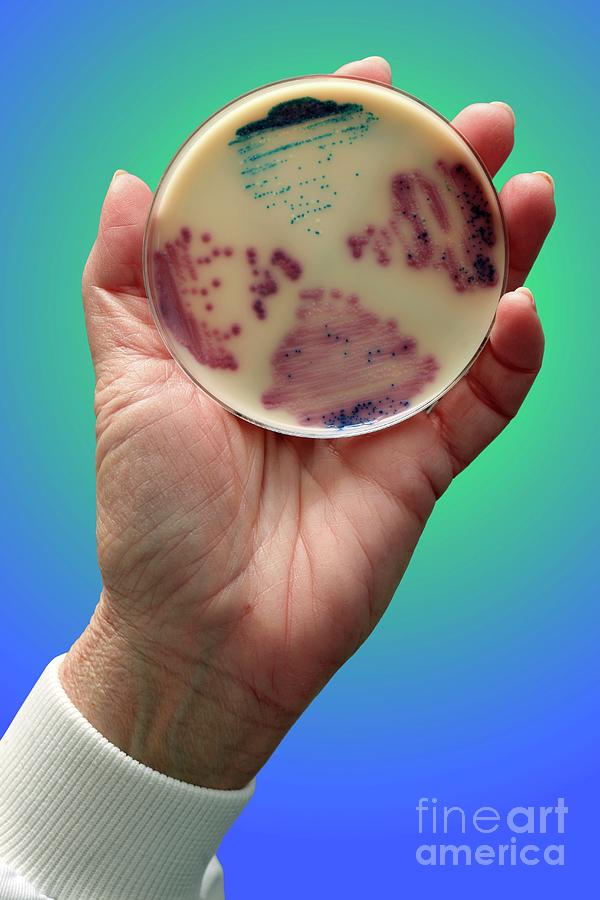 Cultured Li And Enterococcus Bacteria Photograph By Doncaster And Bassetlaw Hospitals