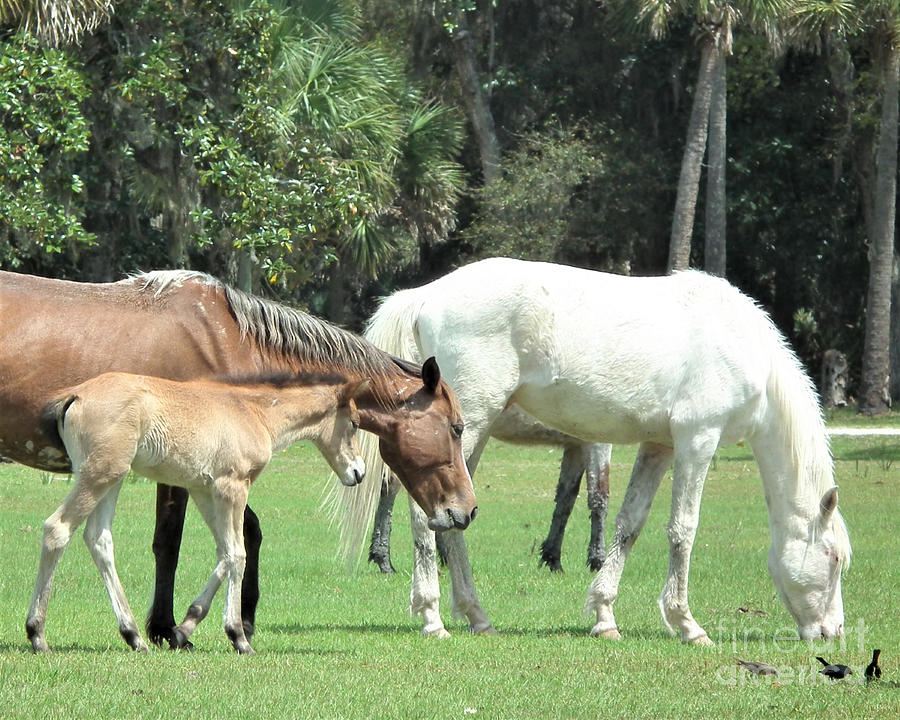 Cumberland Horses Family Portrait by Kristen Abrahamson Cumberland Horses Family Portrait by Kristen Abrahamson