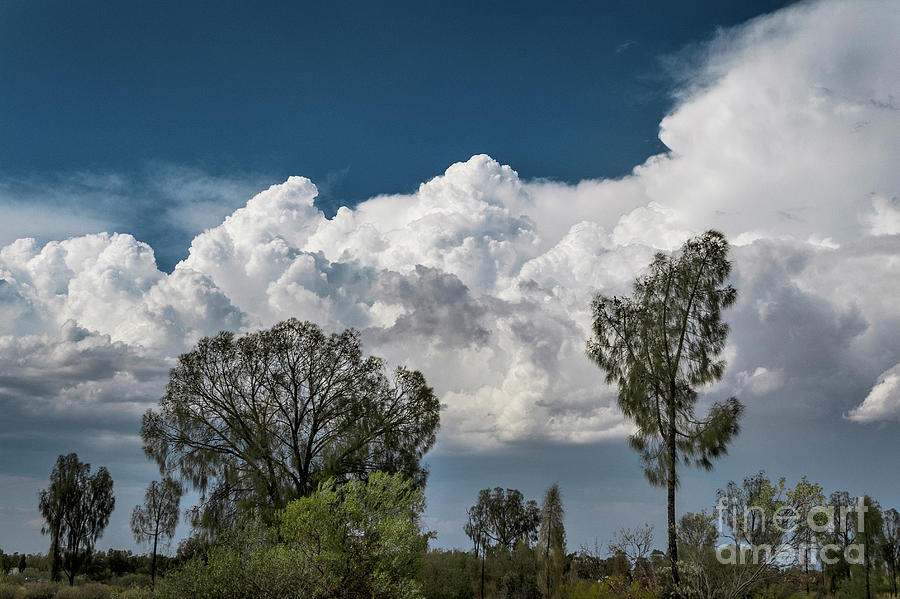 Cumulus Congestus And Storm Clouds Behind Trees Photograph by Stephen Burt/science Photo Library