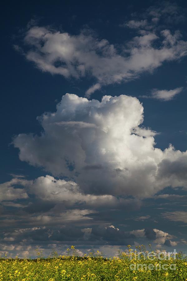 Flower Photograph - Cumulus Congestus Clouds In Spring by Stephen Burt/science Photo Library