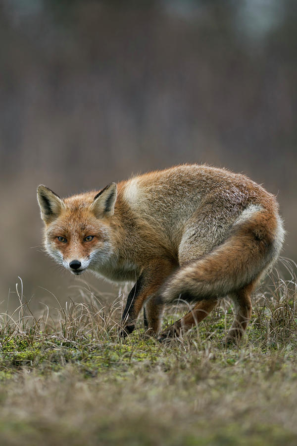 cunning-fox-red-fox-photograph-by-ralf-kistowski-pixels