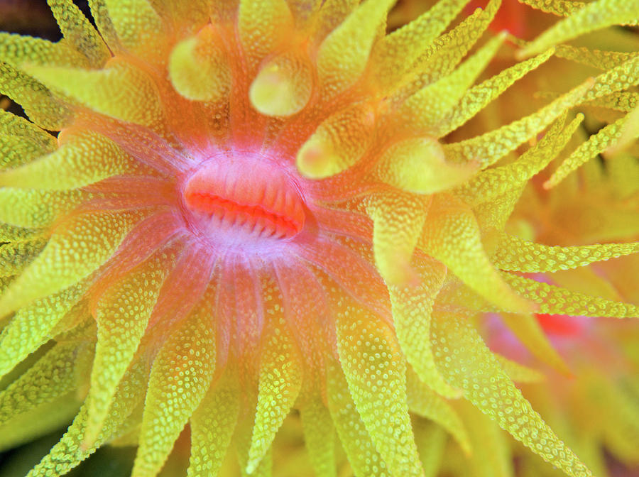 Cup Coral Photograph by Copyright Michael Gerber