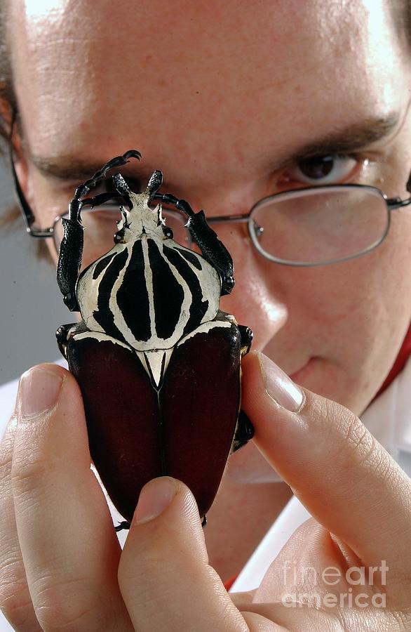 Nature Photograph - Curator With Beetle Specimen by Natural History Museum, London/science Photo Library