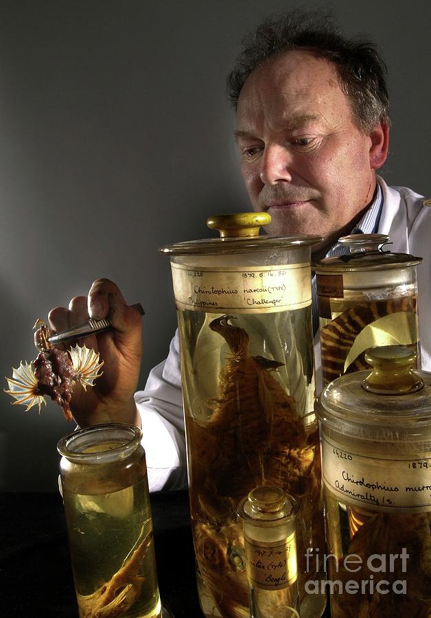 Fish Photograph - Curator With Fish Specimens by Natural History Museum, London/science Photo Library