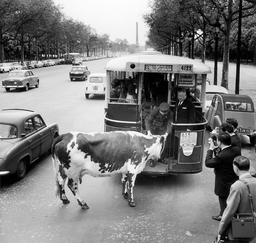 Curiosity 1966 An Urban Cow Photograph by Keystone-france