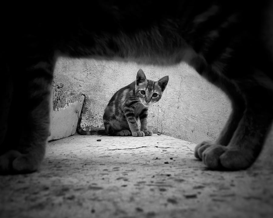 Curiosity Photograph by Ahmed Idris