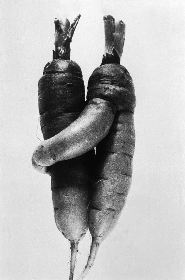 Curiosity  Lovely Carrots Photograph by Keystone-france