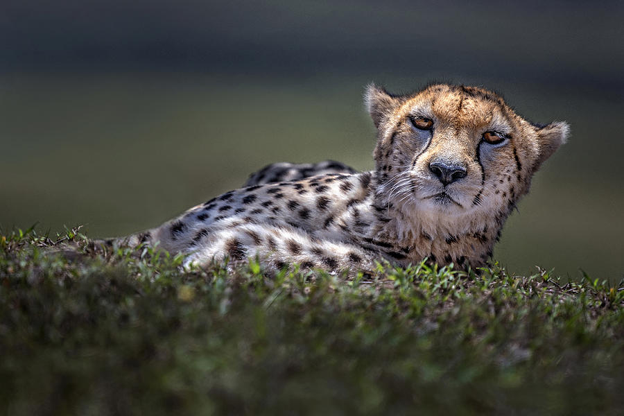 Wildlife Photograph - Curiosity by Xavier Ortega