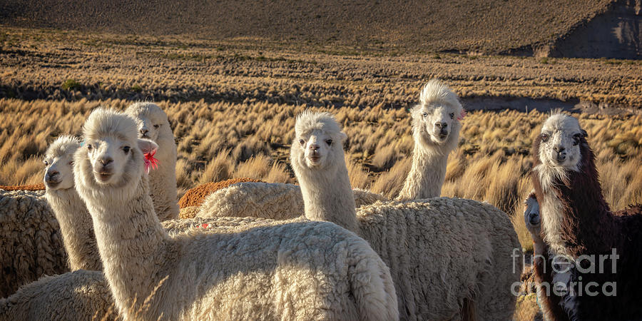 Wildlife Photograph - Cute and curious alpacas by Delphimages Photo Creations
