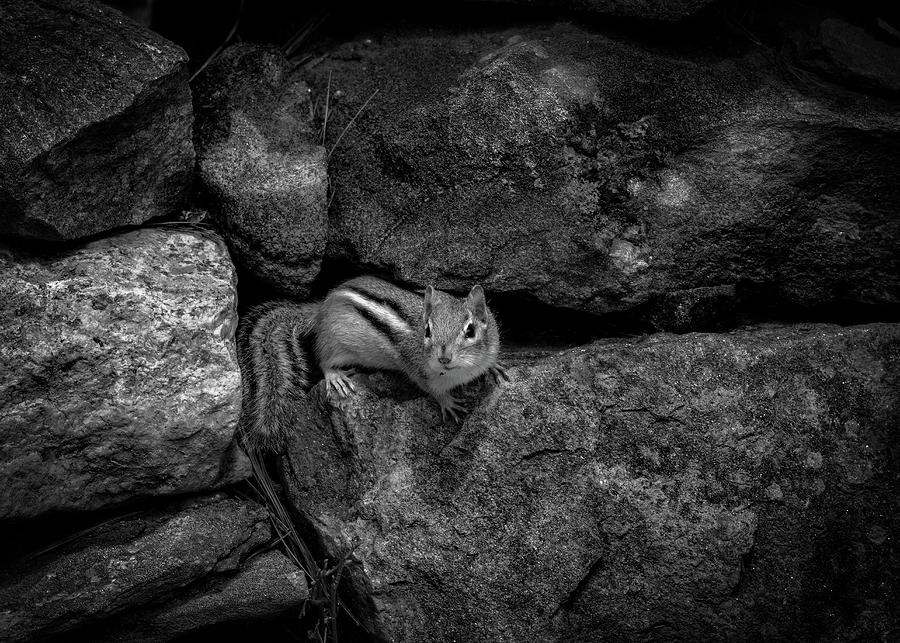 Curious Baby Chipmunk Photograph by Bob Orsillo