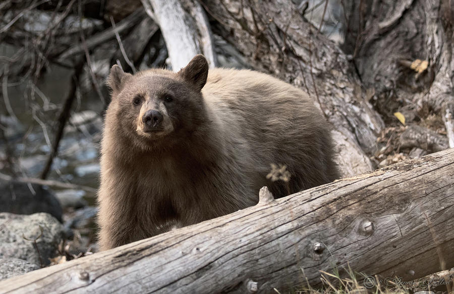 Black Bear Photograph - Curious Baby George by Dennis Bolton Black Bear Photograph - Curious Baby George by Dennis Bolton