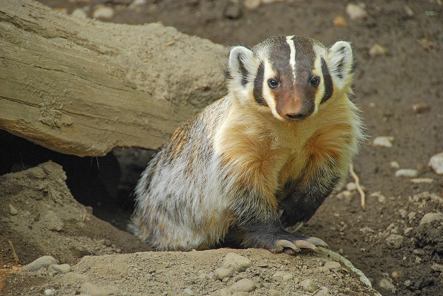 Curious Badger Photograph by Curt Remington - Fine Art America