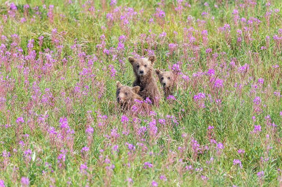Curious Brown Bear Cubs Photograph by Tony Hake
