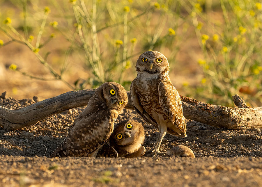 Wildlife Photograph - Curious Burrowing Owls by Victor Wang