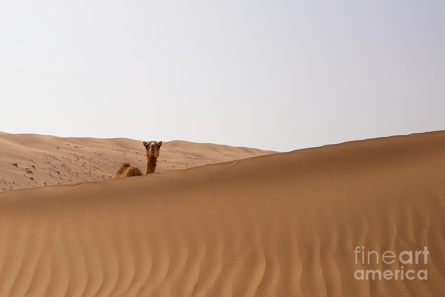 Curious camel in the desert Photograph by Patricia Hofmeester
