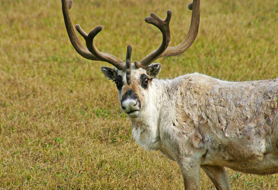 Wildlife Photograph - Curious Caribou by Anthony Jones