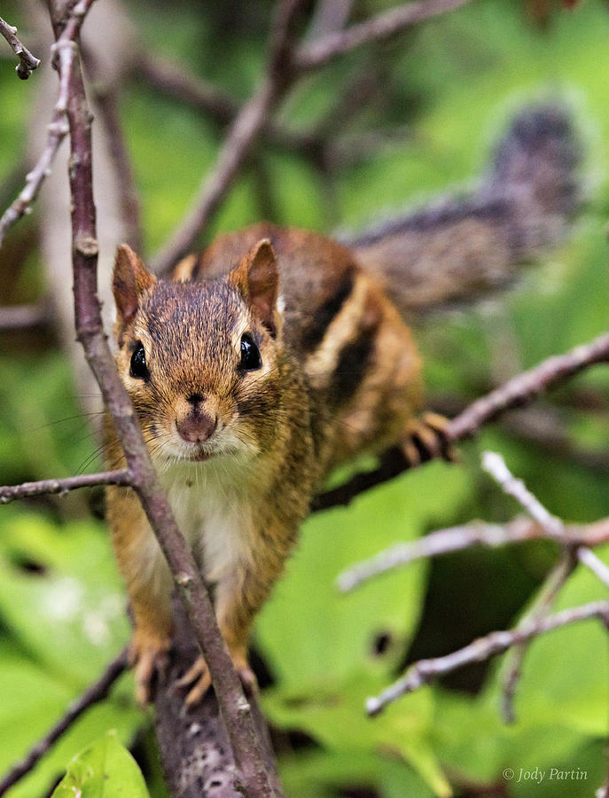 Curious Chipmunk  Photograph by Jody Partin