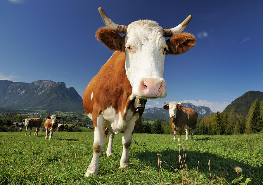 Curious Cow Infront An Alps Panorama Photograph by 4fr