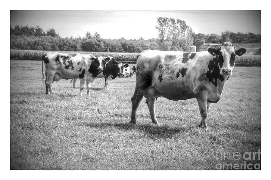 Curious Cows Black and White with White Border Photograph by Carol Groenen