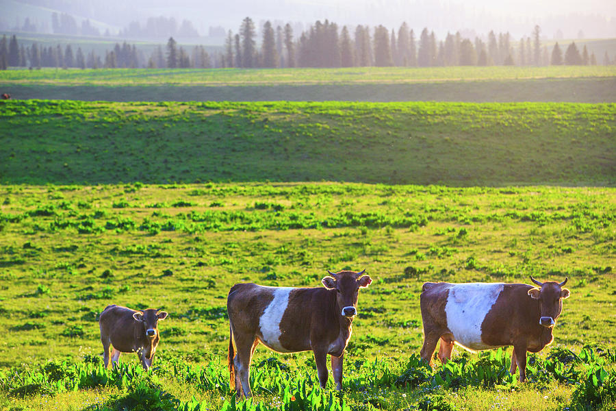 Curious Cows Photograph by Feng Wei Photography
