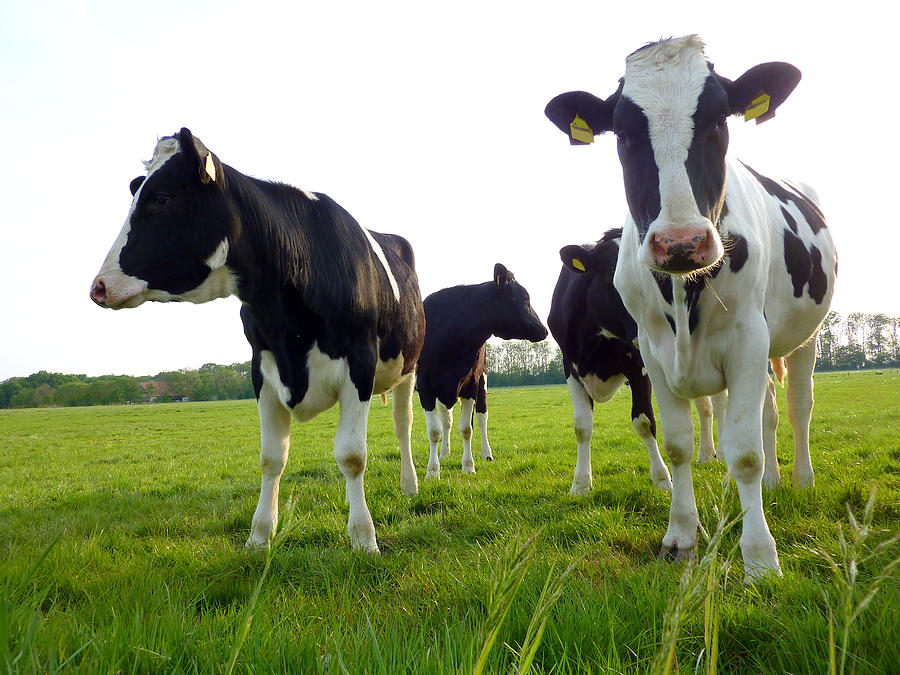 Curious Cows Photograph by Frans Sellies - Fine Art America