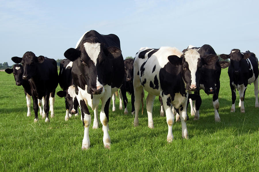 Curious Cows Photograph by Robas - Fine Art America