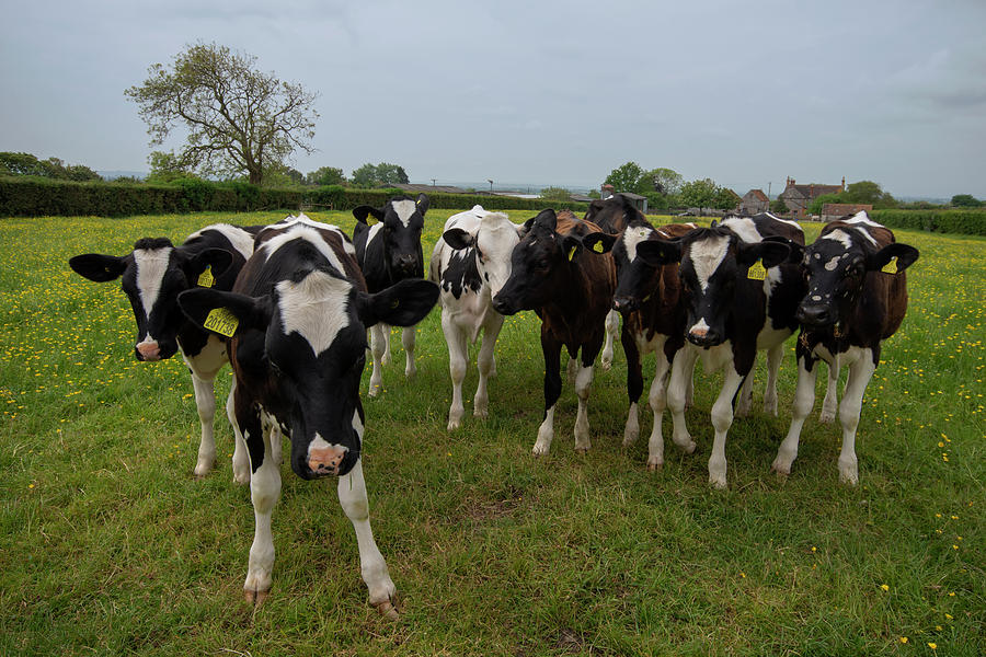 Curious cows Photograph by Steev Stamford