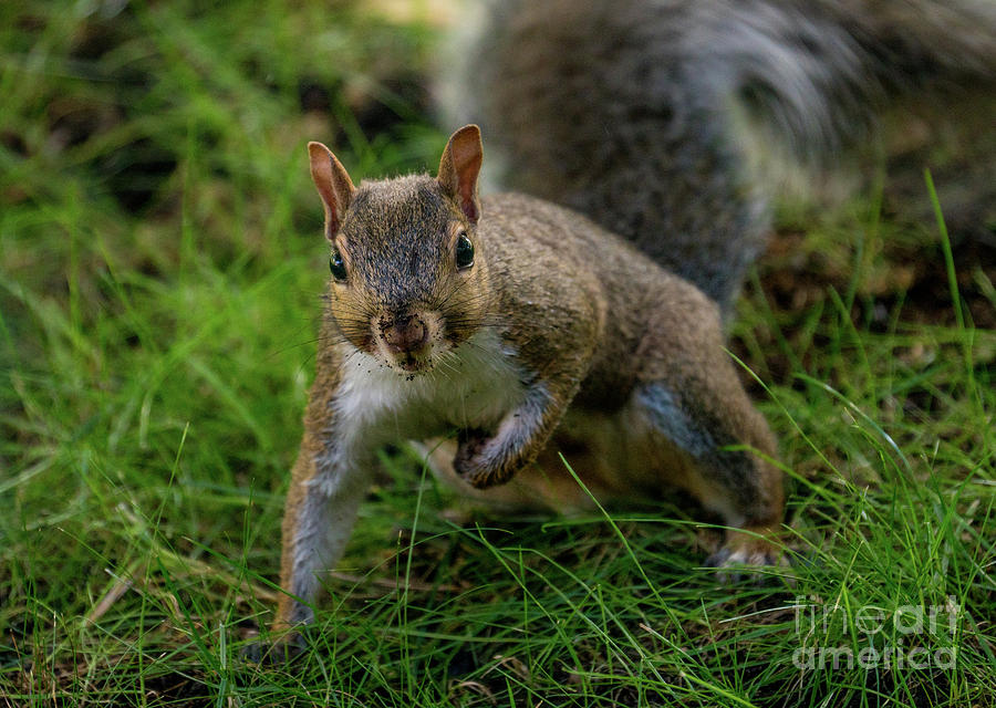 Curious Critter by Annerose Walz Curious Critter by Annerose Walz