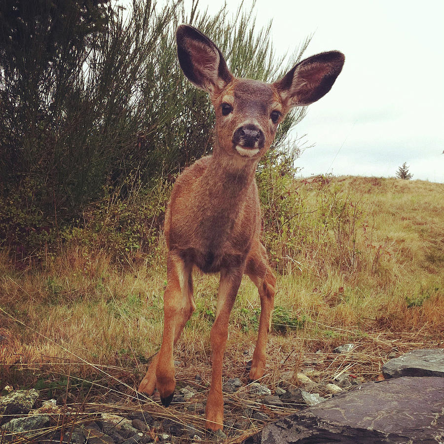 Deer Photograph - Curious Deer by Kevinruss