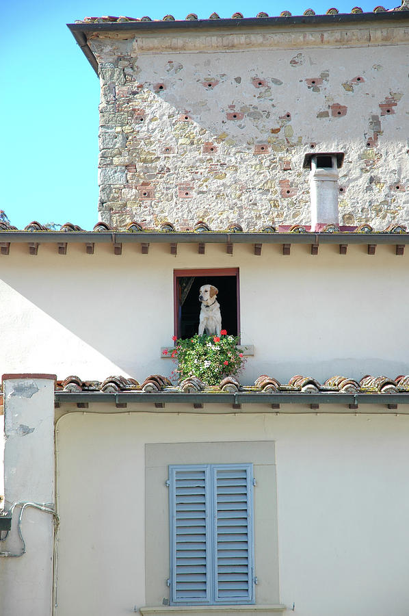 Curious Dog in Italy Photograph by Mark Duehmig