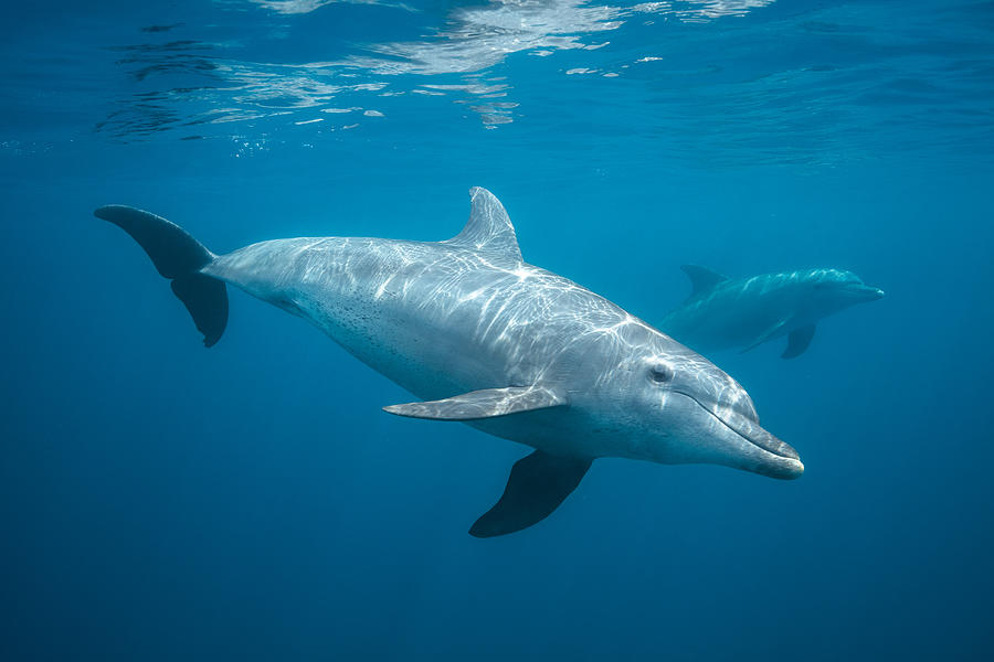 Curious Dolphin Photograph by Barathieu Gabriel
