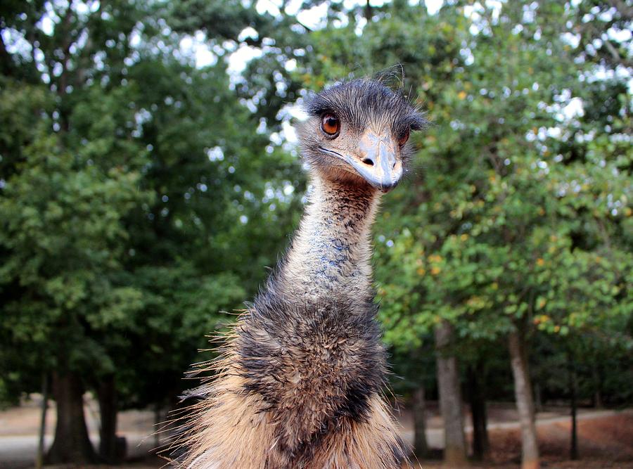 Curious Emu Photograph by Cynthia Guinn
