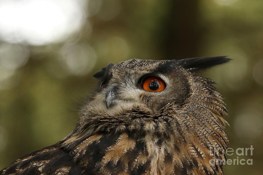 Curious Euraisan eagle owl Photograph by Heather King