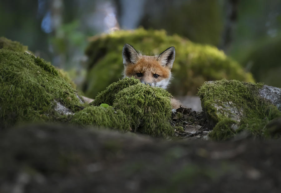 Curious Fox Photograph by Christian Lindsten