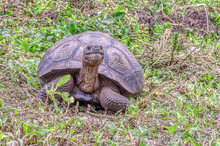 Curious Giant Tortoise Photograph by Donald Lanham - Fine Art America