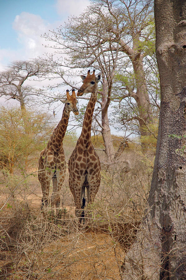 Curious Giraffes  Photograph by Mark Duehmig