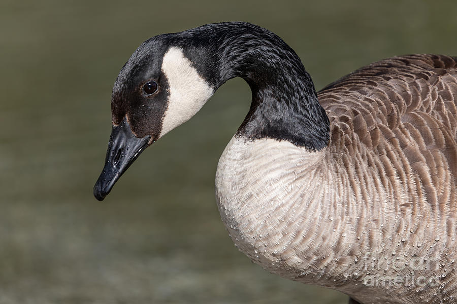 Curious Goose Photograph by Alma Danison