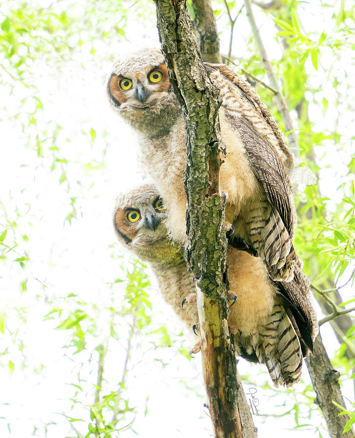 Curious Great Horned Owl Babies Photograph by Judi Dressler