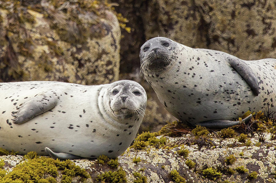 Curious Grey Seals Photograph by Stefan Mazzola