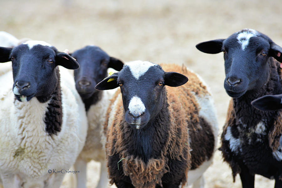 Katahdin Sheep for sale | Winding Ridge Farm | Kentucky