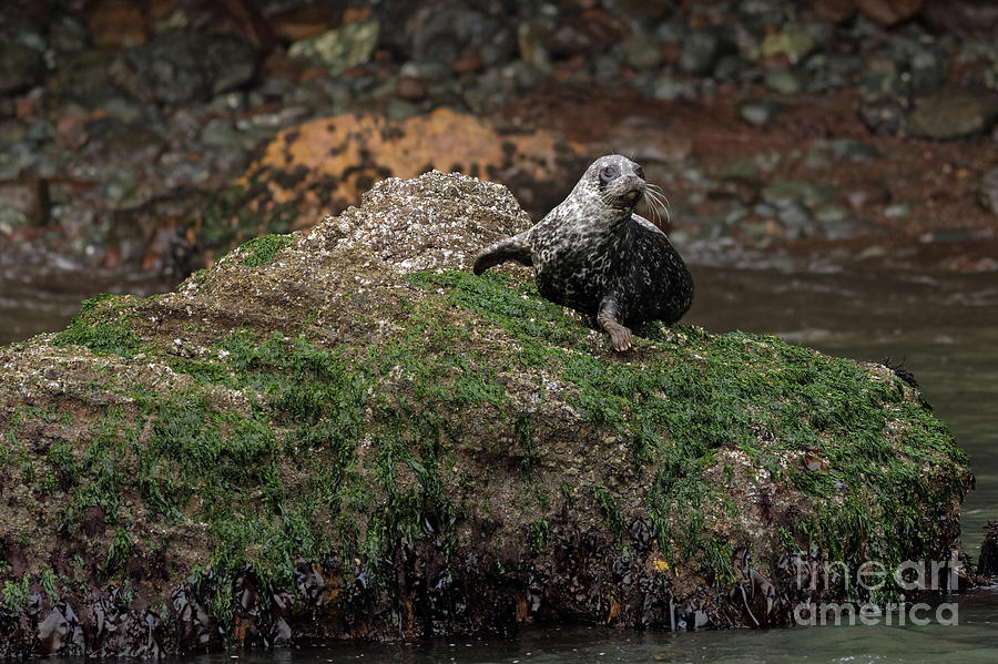 Curious Harbor Seal Photograph by Natural Focal Point Photography